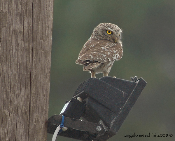 Civetta Athene noctua. Tre ritrattini.